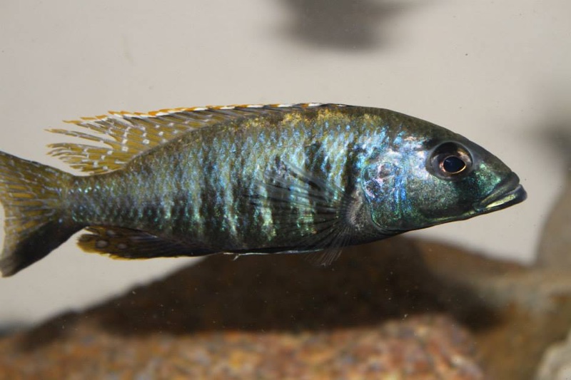 Sciaenochromis sp. 'nyassae' Liwani